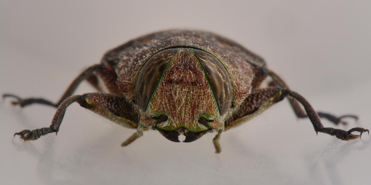 Buprestidae: Chrysobothris affinis